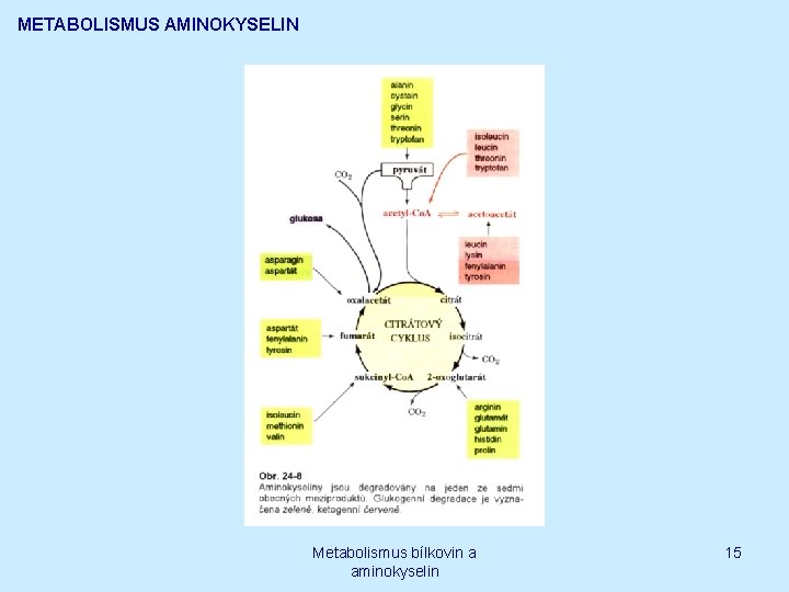 METABOLISMUS AMINOKYSELIN Metabolismus bílkovin a aminokyselin 15 