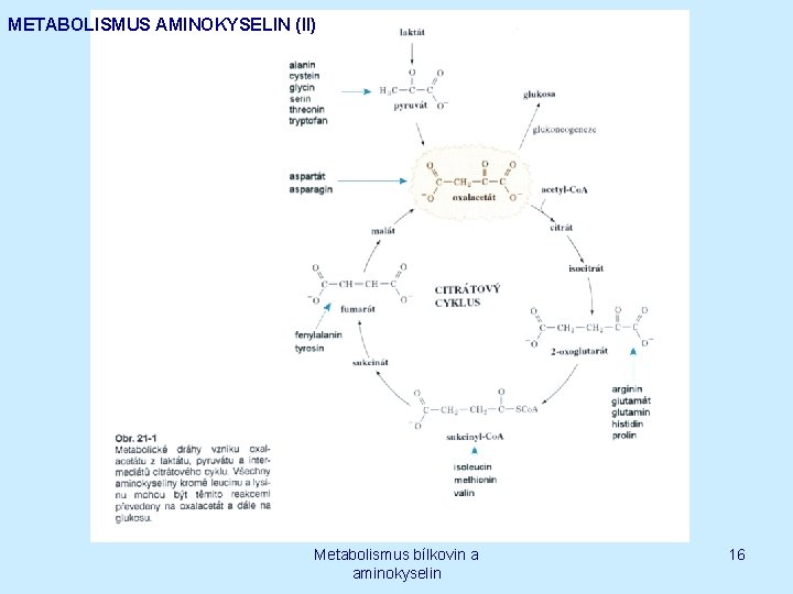 METABOLISMUS AMINOKYSELIN (II) Metabolismus bílkovin a aminokyselin 16 