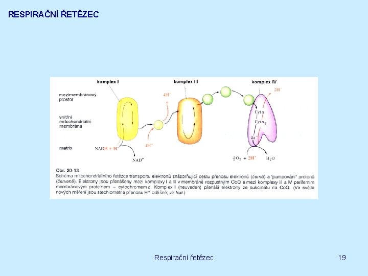 RESPIRAČNÍ ŘETĚZEC Respirační řetězec 19 