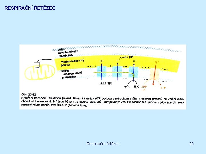 RESPIRAČNÍ ŘETĚZEC Respirační řetězec 20 