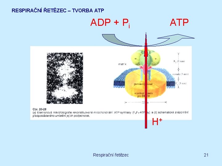 RESPIRAČNÍ ŘETĚZEC – TVORBA ATP ADP + Pi ATP H+ Respirační řetězec 21 