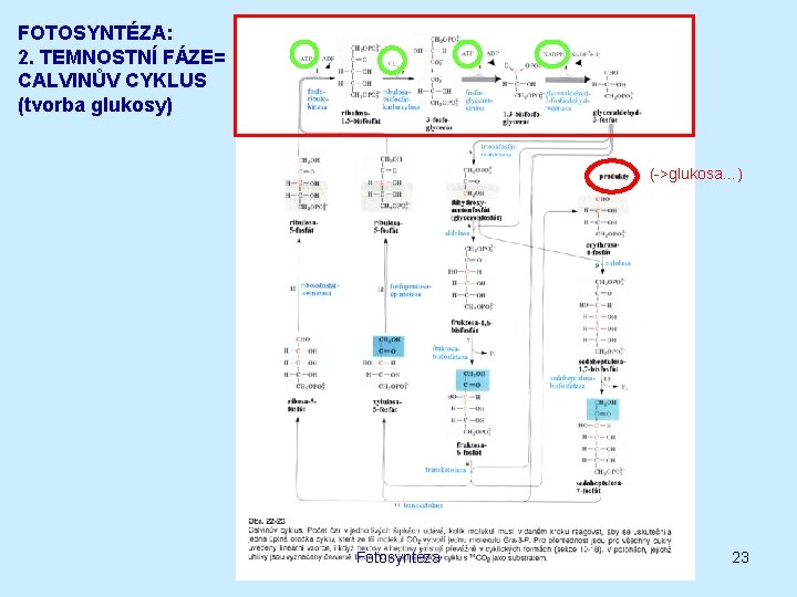 FOTOSYNTÉZA: 2. TEMNOSTNÍ FÁZE= CALVINŮV CYKLUS (tvorba glukosy) (->glukosa…) Fotosyntéza 23 