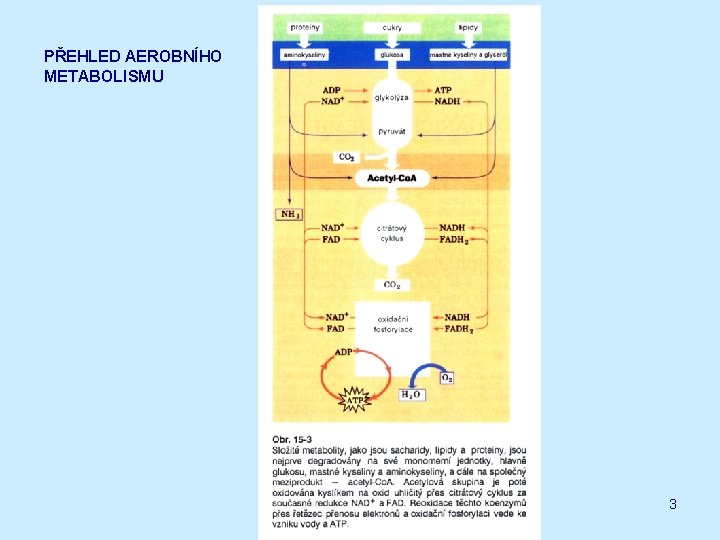 PŘEHLED AEROBNÍHO METABOLISMU 3 