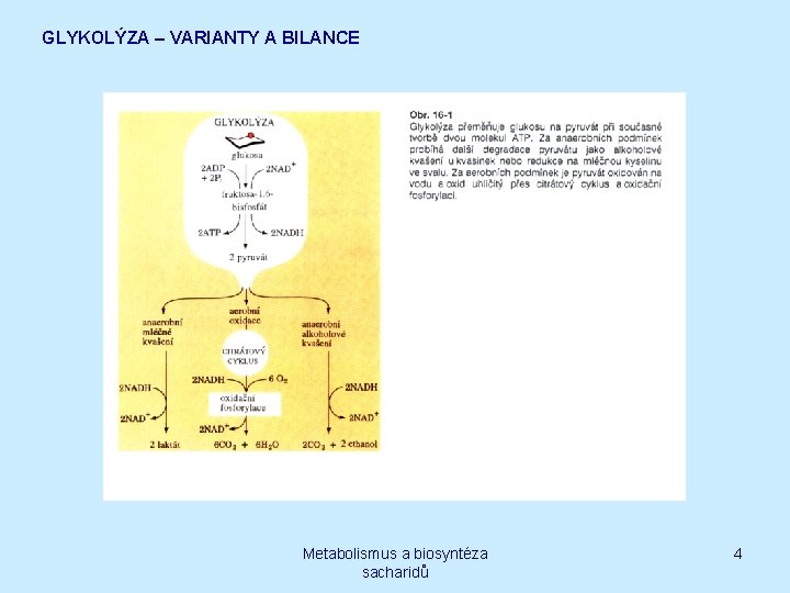 GLYKOLÝZA – VARIANTY A BILANCE Metabolismus a biosyntéza sacharidů 4 