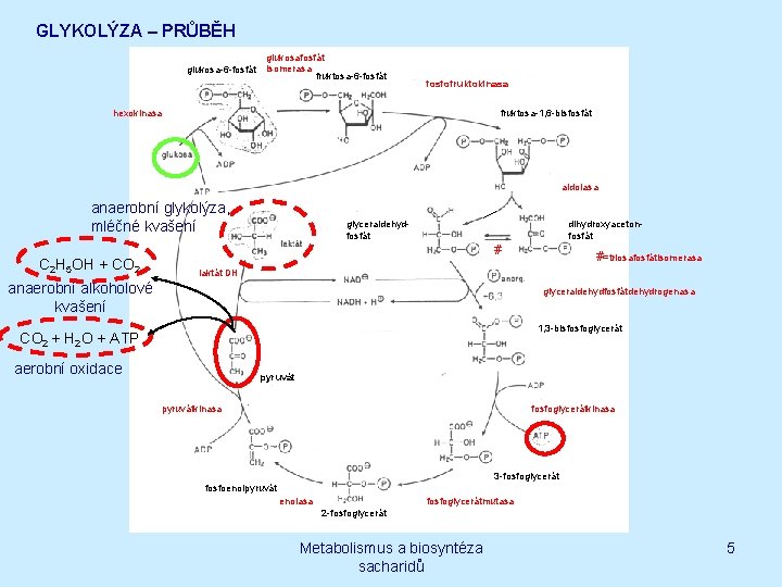 GLYKOLÝZA – PRŮBĚH glukosa-6 -fosfát glukosafosfát isomerasa fruktosa-6 -fosfát fosfofruktokinasa hexokinasa fruktosa-1, 6 -bisfosfát