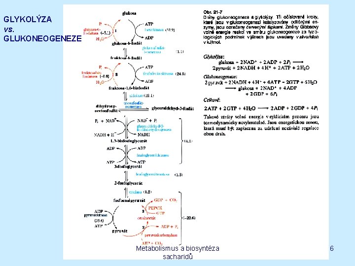 GLYKOLÝZA vs. GLUKONEOGENEZE Metabolismus a biosyntéza sacharidů 6 