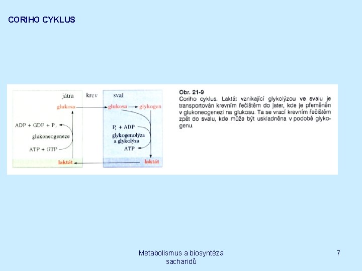 CORIHO CYKLUS Metabolismus a biosyntéza sacharidů 7 