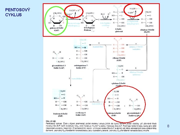 PENTOSOVÝ CYKLUS 8 