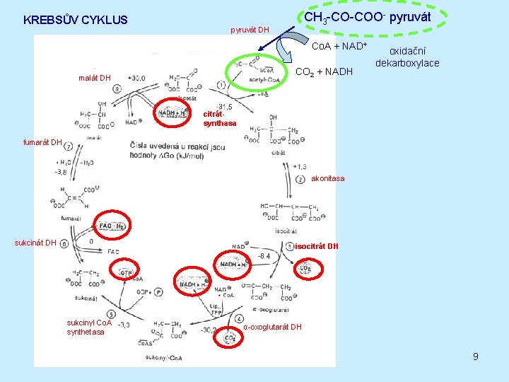 KREBSŮV CYKLUS CH 3 -CO-COO- pyruvát DH Co. A + NAD+ CO 2 +