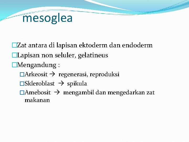 mesoglea �Zat antara di lapisan ektoderm dan endoderm �Lapisan non seluler, gelatineus �Mengandung :