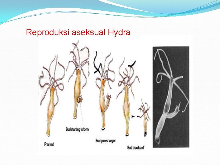 Reproduksi aseksual Hydra 