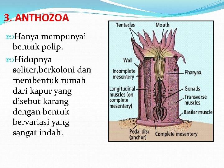 3. ANTHOZOA Hanya mempunyai bentuk polip. Hidupnya soliter, berkoloni dan membentuk rumah dari kapur