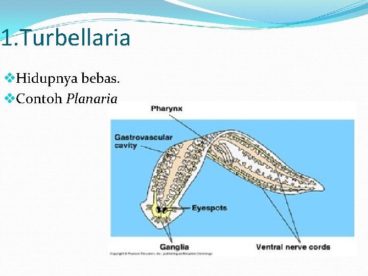 1. Turbellaria v. Hidupnya bebas. v. Contoh Planaria 