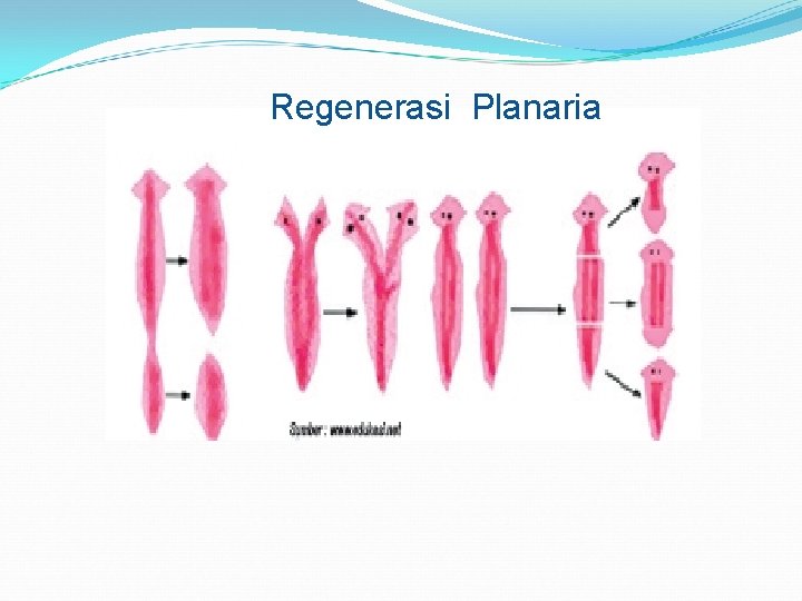 Regenerasi Planaria 