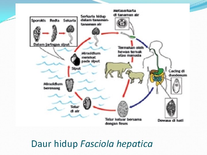 Daur hidup Fasciola hepatica 