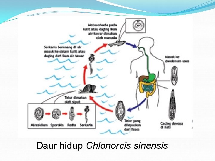 Daur hidup Chlonorcis sinensis 