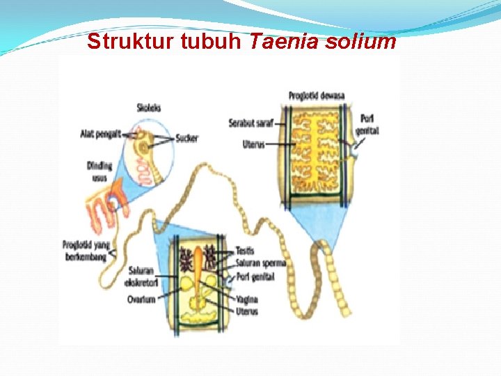 Struktur tubuh Taenia solium 