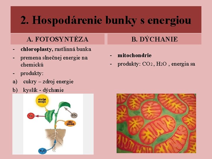 2. Hospodárenie bunky s energiou A. FOTOSYNTÉZA - chloroplasty, rastlinná bunka - premena slnečnej