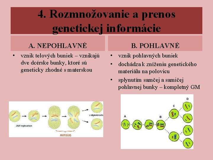 4. Rozmnožovanie a prenos genetickej informácie A. NEPOHLAVNÉ B. POHLAVNÉ • vznik telových buniek