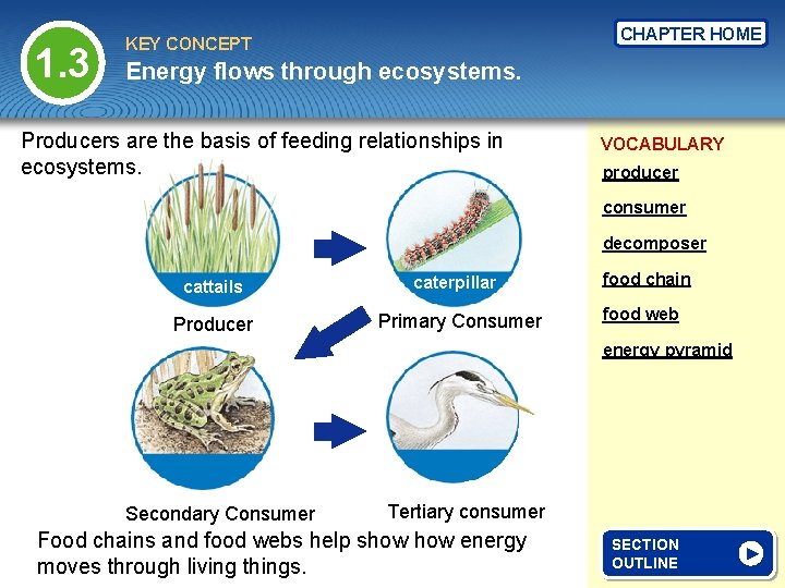 1. 3 CHAPTER HOME KEY CONCEPT Energy flows through ecosystems. Producers are the basis