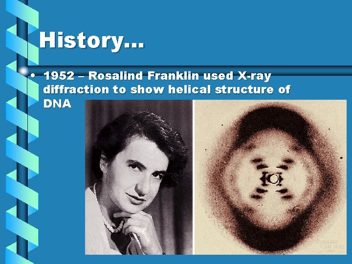 History… • 1952 – Rosalind Franklin used X-ray diffraction to show helical structure of
