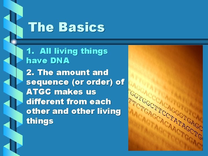 The Basics 1. All living things have DNA 2. The amount and sequence (or
