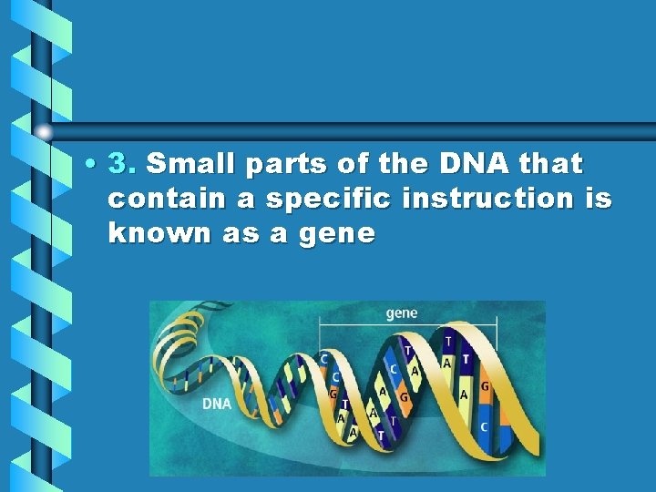  • 3. Small parts of the DNA that contain a specific instruction is