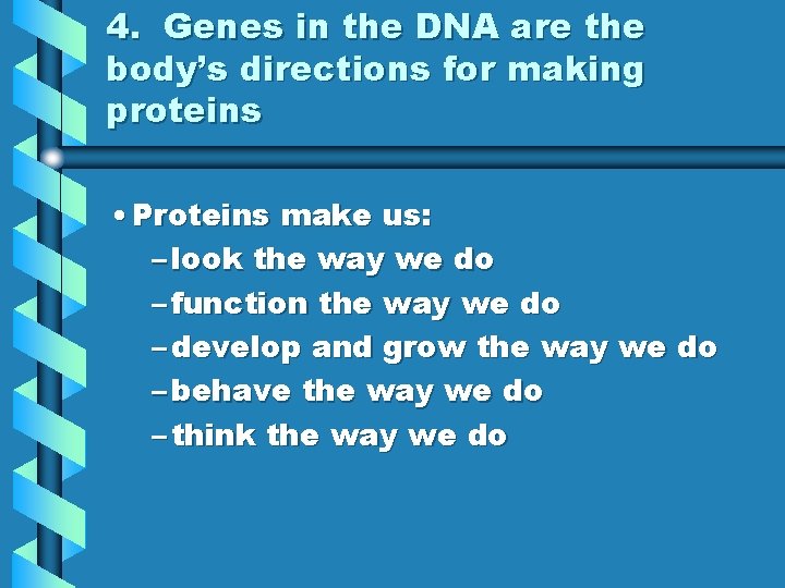 4. Genes in the DNA are the body’s directions for making proteins • Proteins