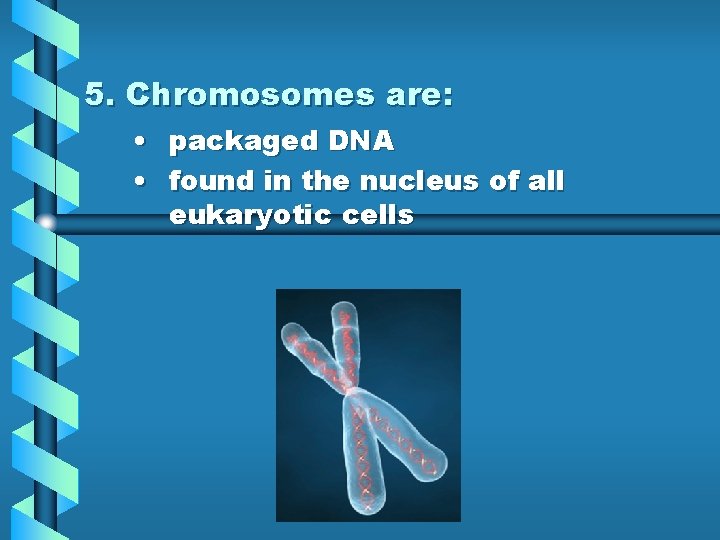 5. Chromosomes are: • packaged DNA • found in the nucleus of all eukaryotic