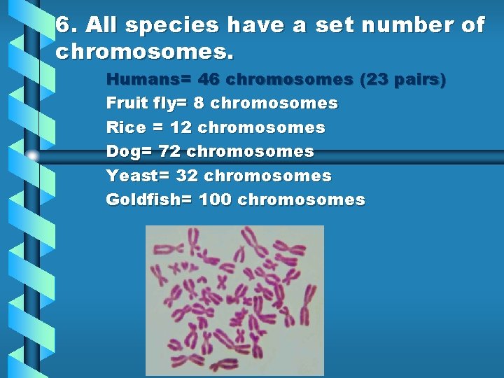 6. All species have a set number of chromosomes. Humans= 46 chromosomes (23 pairs)