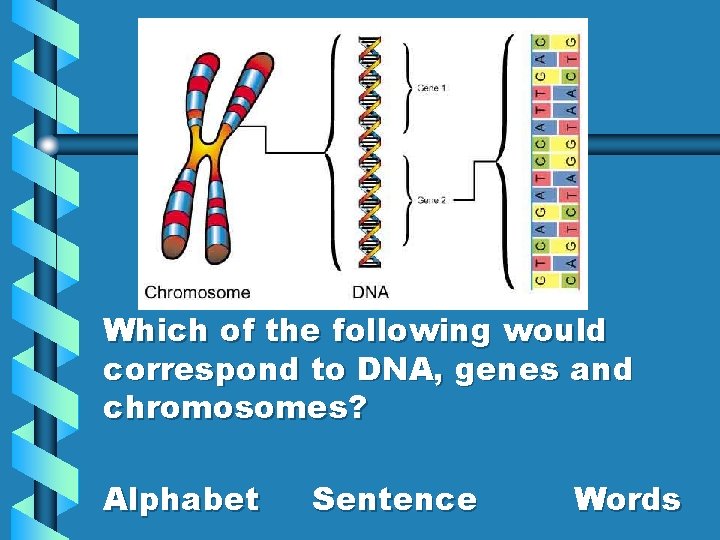 Which of the following would correspond to DNA, genes and chromosomes? Alphabet Sentence Words