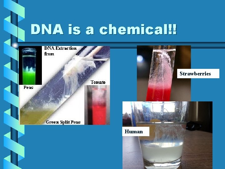 DNA is a chemical!! Strawberries Human 