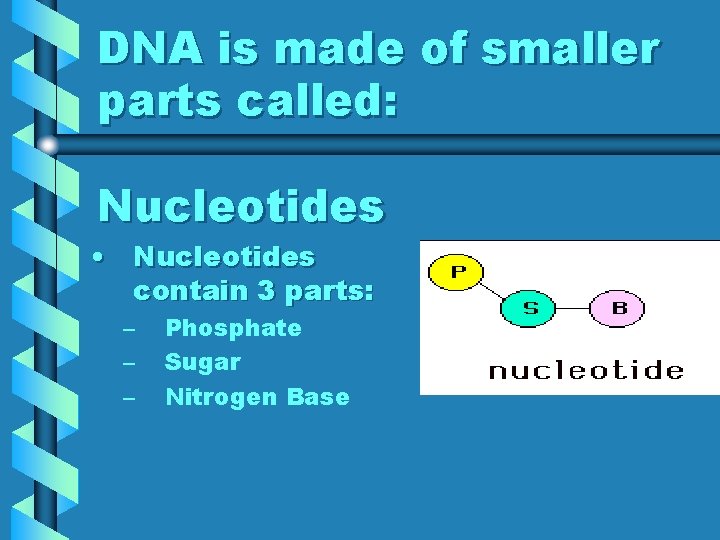 DNA is made of smaller parts called: Nucleotides • Nucleotides contain 3 parts: –