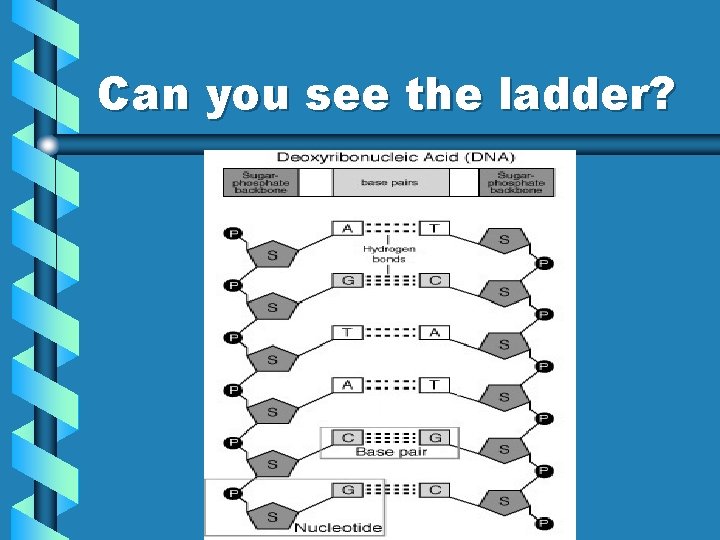 Can you see the ladder? 