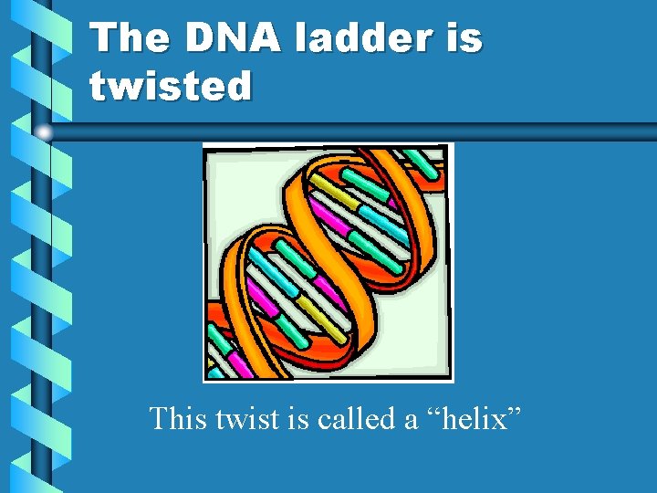 The DNA ladder is twisted This twist is called a “helix” 