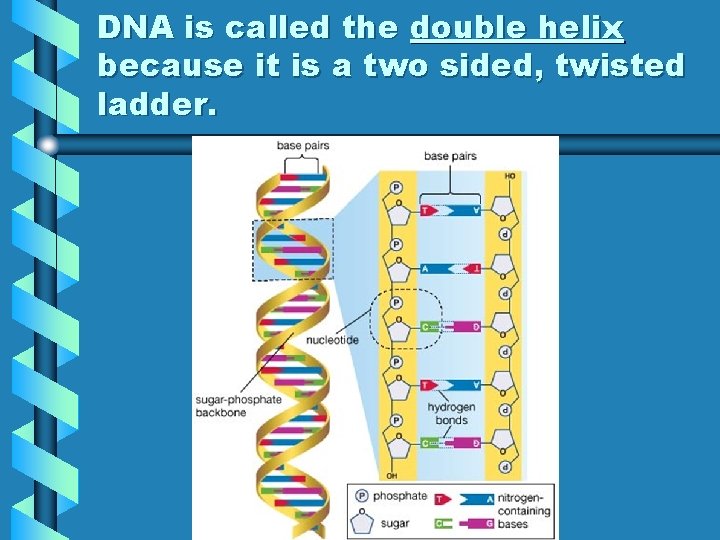 DNA is called the double helix because it is a two sided, twisted ladder.
