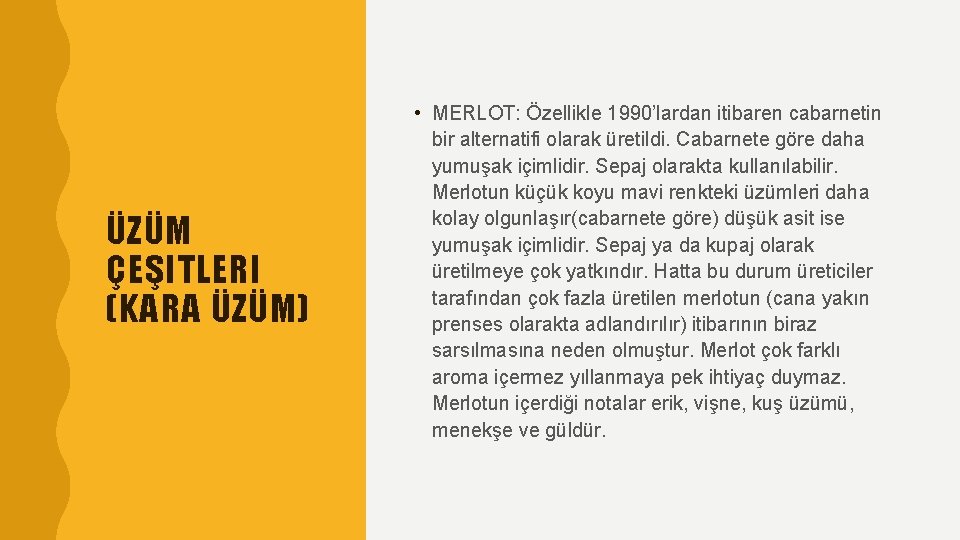 ÜZÜM ÇEŞITLERI (KARA ÜZÜM) • MERLOT: Özellikle 1990’lardan itibaren cabarnetin bir alternatifi olarak üretildi.