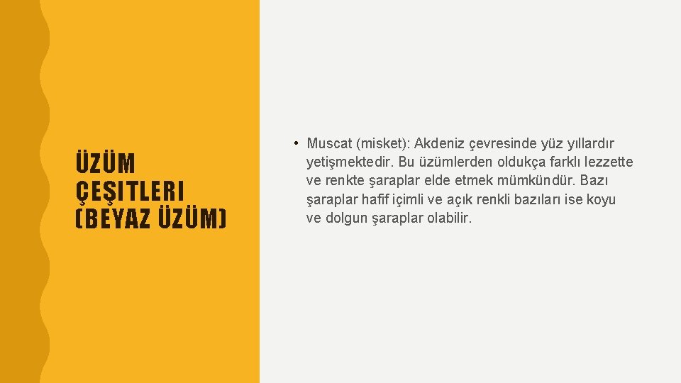 ÜZÜM ÇEŞITLERI (BEYAZ ÜZÜM) • Muscat (misket): Akdeniz çevresinde yüz yıllardır yetişmektedir. Bu üzümlerden