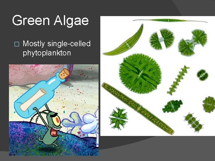 Green Algae � Mostly single-celled phytoplankton 