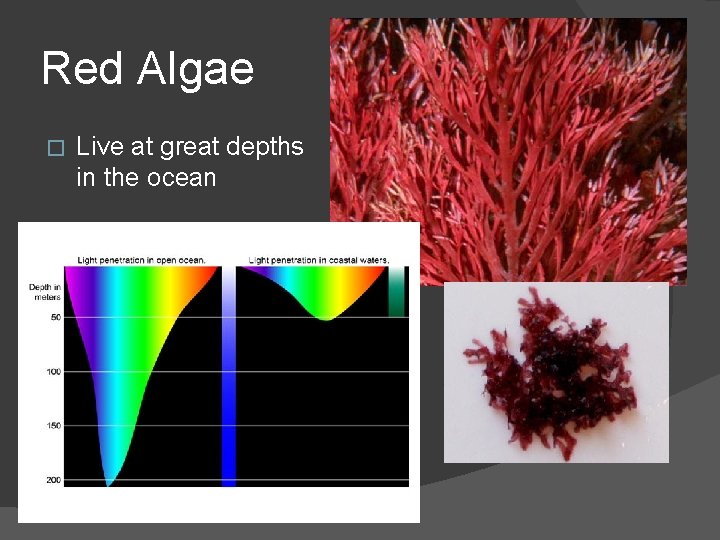 Red Algae � Live at great depths in the ocean 
