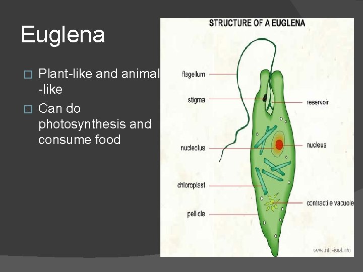 Euglena Plant-like and animal -like � Can do photosynthesis and consume food � 