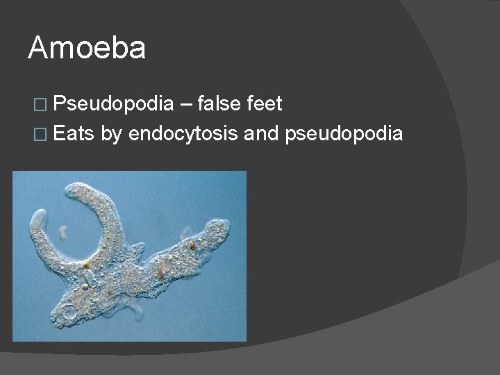 Amoeba � Pseudopodia – false feet � Eats by endocytosis and pseudopodia 