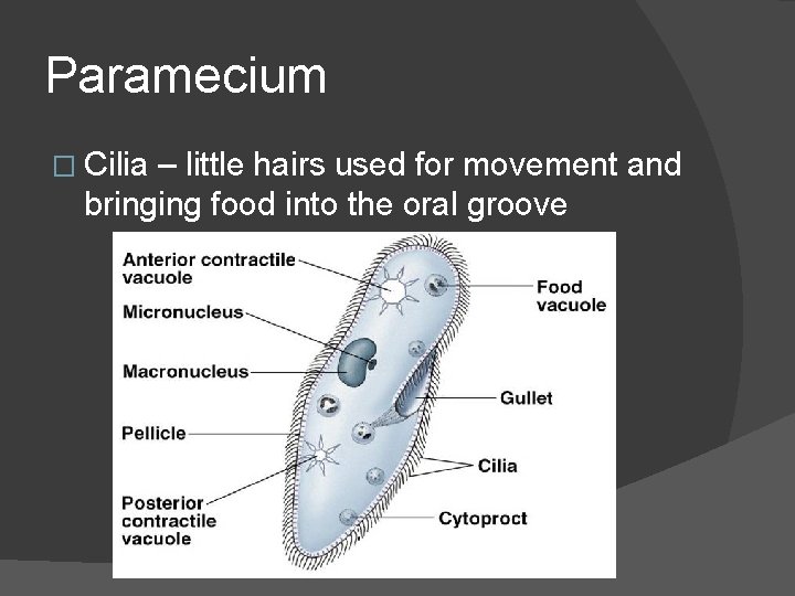Paramecium � Cilia – little hairs used for movement and bringing food into the