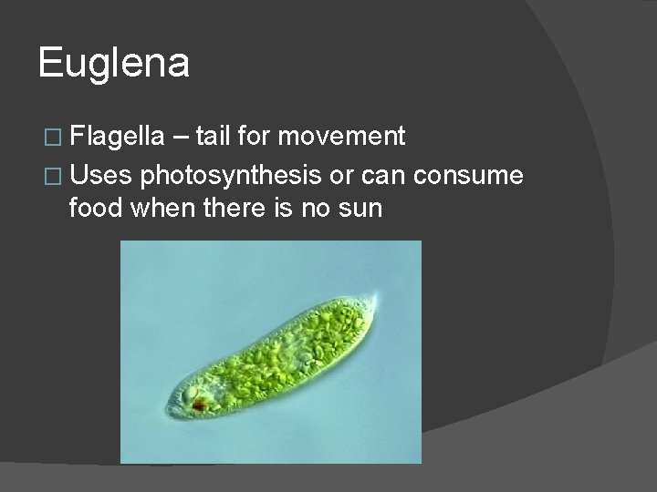 Euglena � Flagella – tail for movement � Uses photosynthesis or can consume food