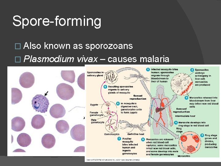 Spore-forming � Also known as sporozoans � Plasmodium vivax – causes malaria 