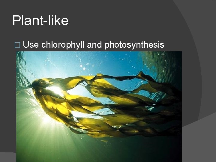 Plant-like � Use chlorophyll and photosynthesis 