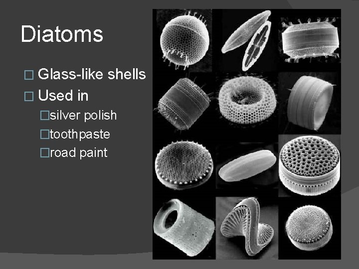 Diatoms � Glass-like � Used shells in �silver polish �toothpaste �road paint 