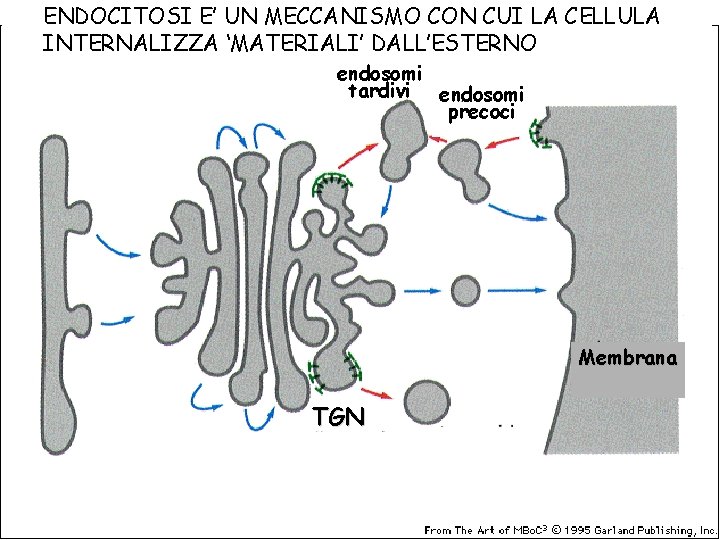 ENDOCITOSI E’ UN MECCANISMO CON CUI LA CELLULA INTERNALIZZA ‘MATERIALI’ DALL’ESTERNO endosomi tardivi endosomi