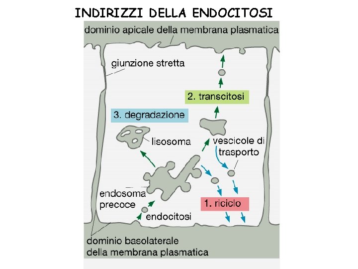 INDIRIZZI DELLA ENDOCITOSI 