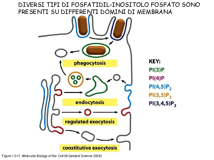 DIVERSI TIPI DI FOSFATIDIL-INOSITOLO FOSFATO SONO PRESENTI SU DIFFERENTI DOMINI DI MEMBRANA Figure 13